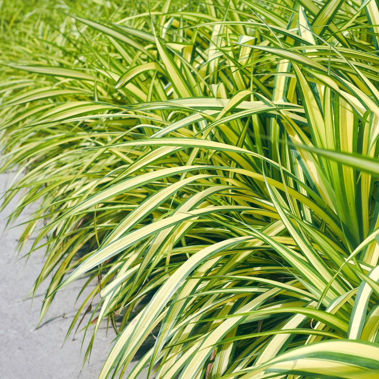 Graminées ornementales - Carex oshimensis Evergold - Jaune & Vert - 4 Plantes - Persistant - Peu d'entretien - Pot 17cm Hauteur 50cm
