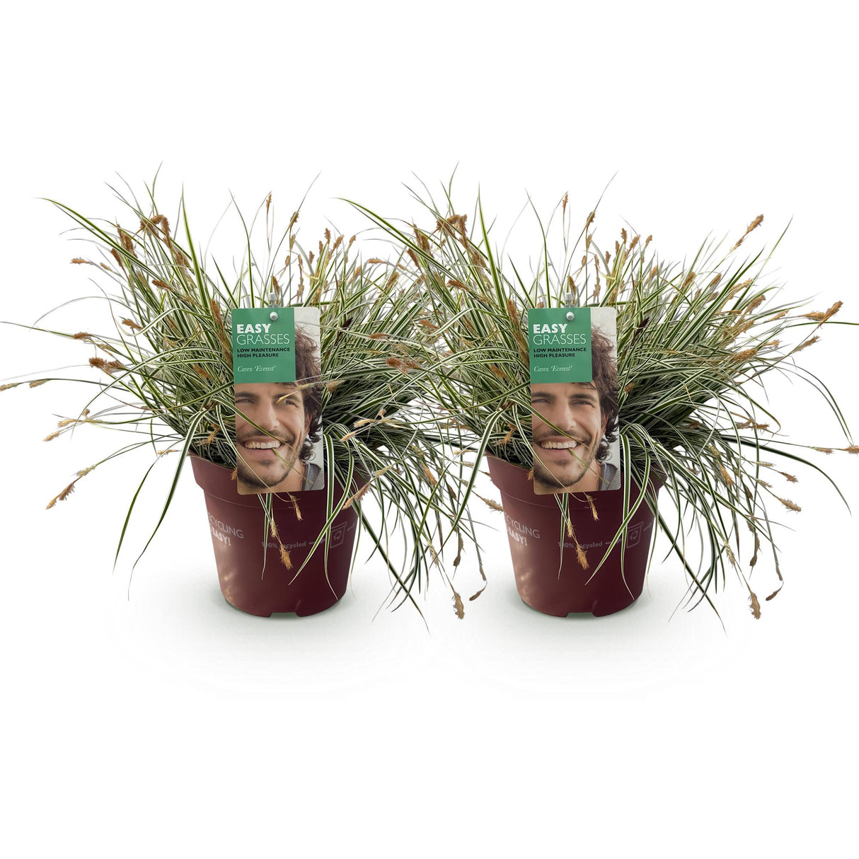 Ziergräser - Carex oshimensis Everest - Weiß und Grün - 2 Pflanzen - Immergrün - Pflegeleicht - Topf 17cm Höhe 50cm