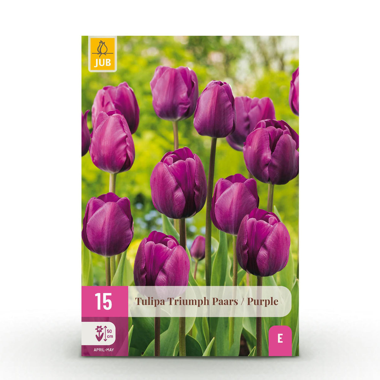Green boutiQ - Bloembollen - Tulp Triumph Purple - Kleur Paars - 15 stuks - Bolmaat 11/12 - XXL Pack
