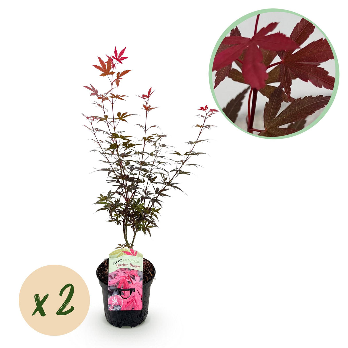 Green boutiQ - Terrasplant - Japanse Esdoorn - Acer palmatum Skeetsers Broom - Paars - 2 Planten - Bladverliezend - Pot 19cm Hoogte 70cm