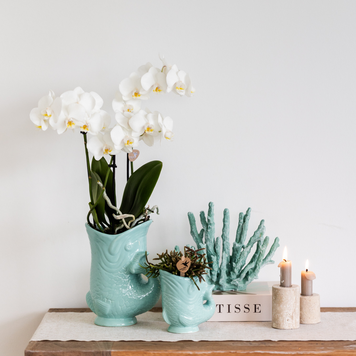 Kolibri Orchids | witte Phalaenopsis orchidee potmaat Ø9cm | Amabilis | bloeiende kamerplant - vers van de kweker