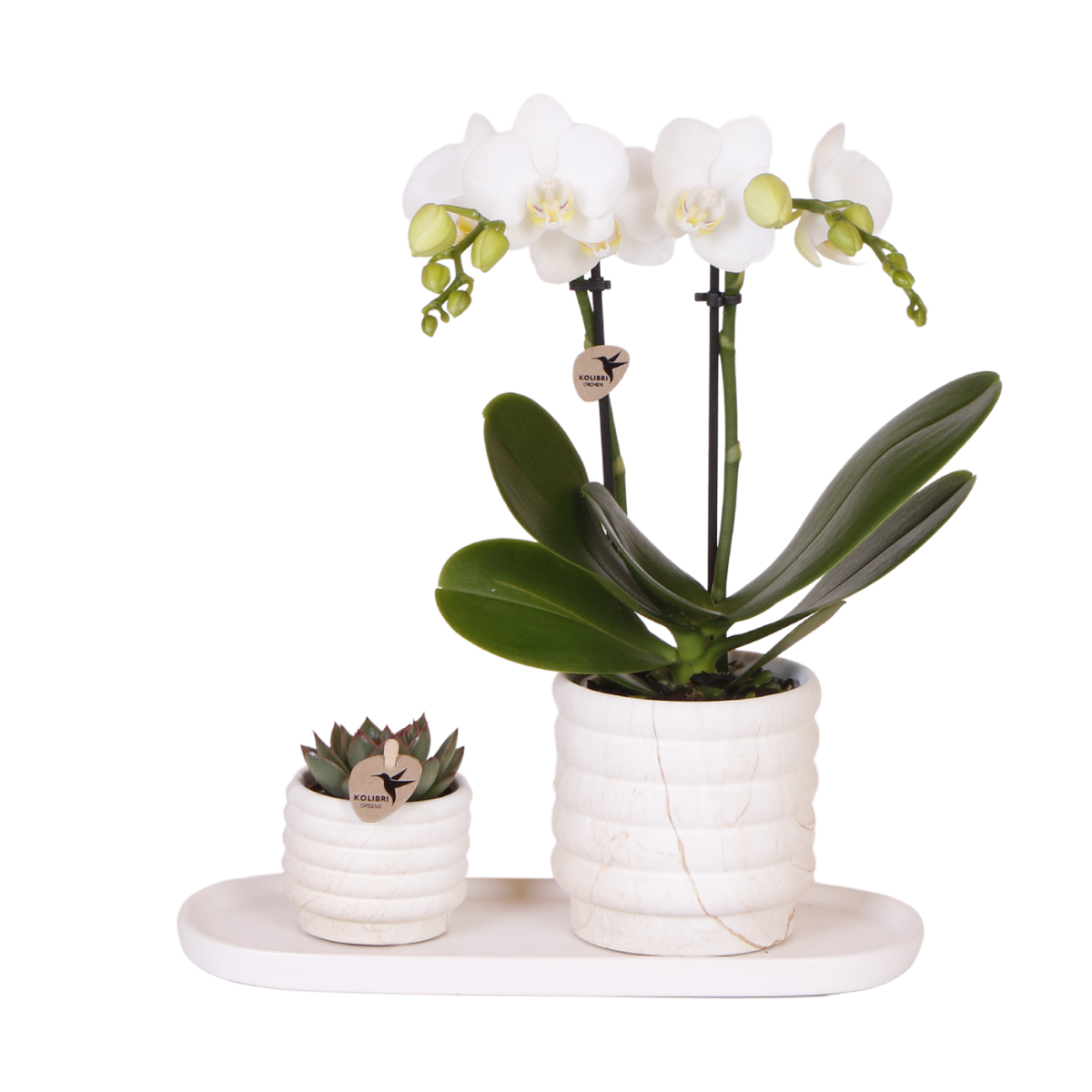 Kolibri Company | Plantenset Slow Living small | Witte Phalaenopsis Orchidee Lausanne en Succulent incl. keramieken sierpotten op wit organisch dienblad