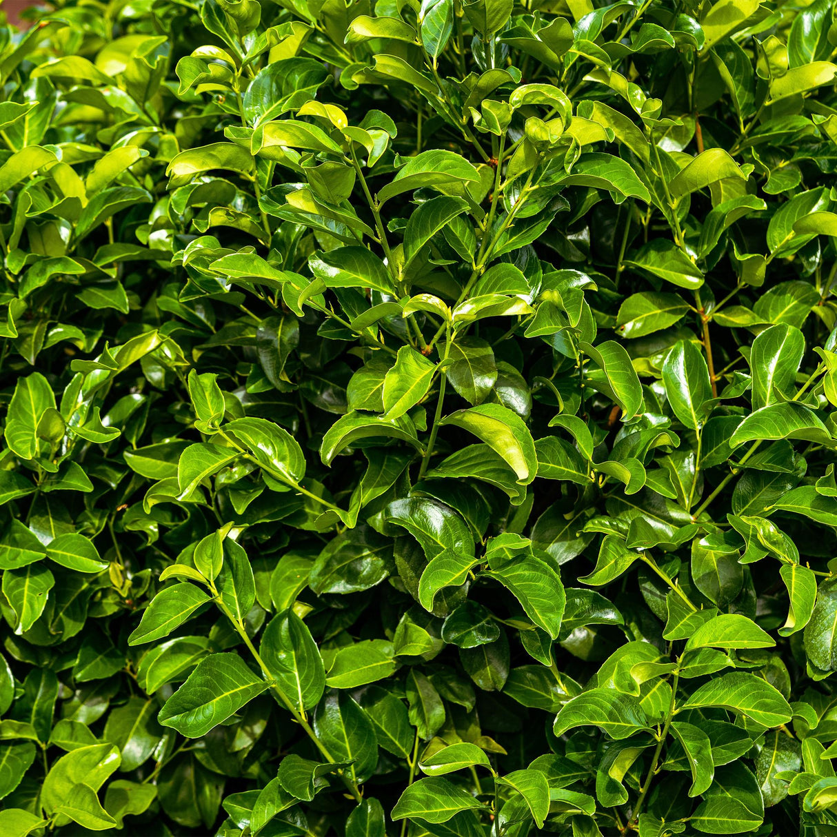 Green boutiQ - Haagplanten - Prunus laurocerasus Rotundifolia - blad groen - 6 planten - 1 strekkende meter - groenblijvend - pot 17cm hoogte 50cm