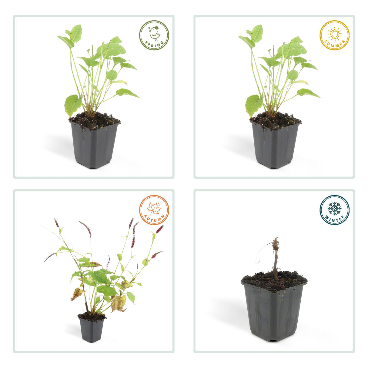 6x Persicaria amplexicaulis - ↕10-25cm - Ø9cm
