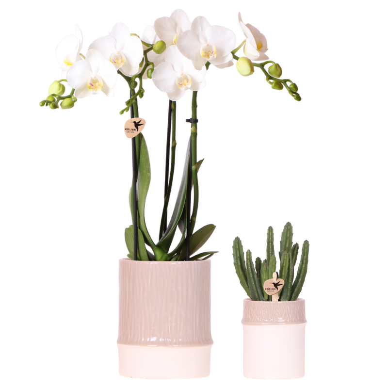 Plantenset Bamboo | Witte Amabilis orchidee Ø9cm + groene plant incl. keramieken sierpotten