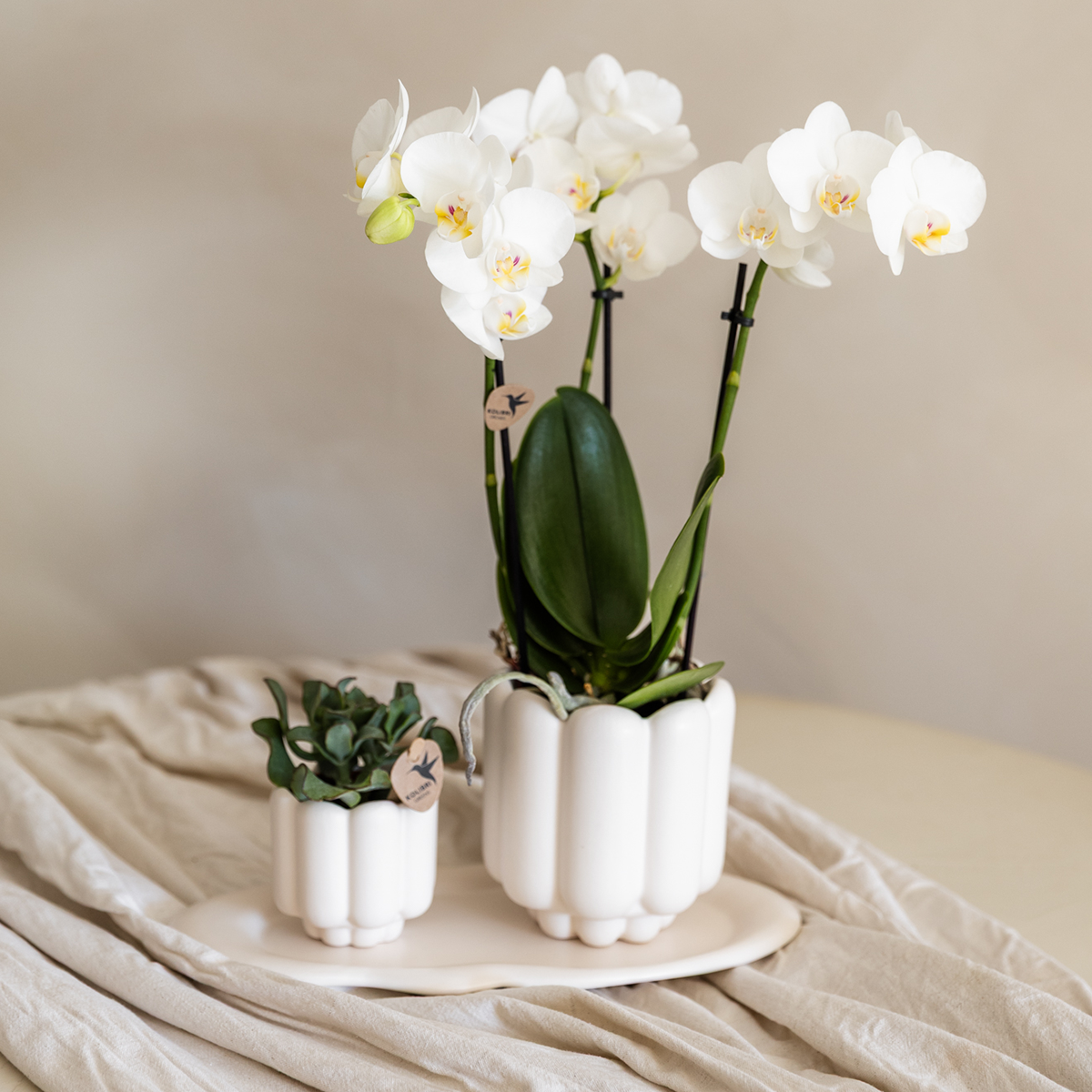 Kolibri Home | Retro sierpot - White - Ø6cm