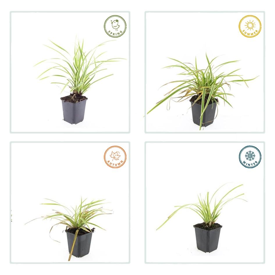 24x Carex morrowii 'Aureovariegata' - ↕10-25cm - Ø9cm