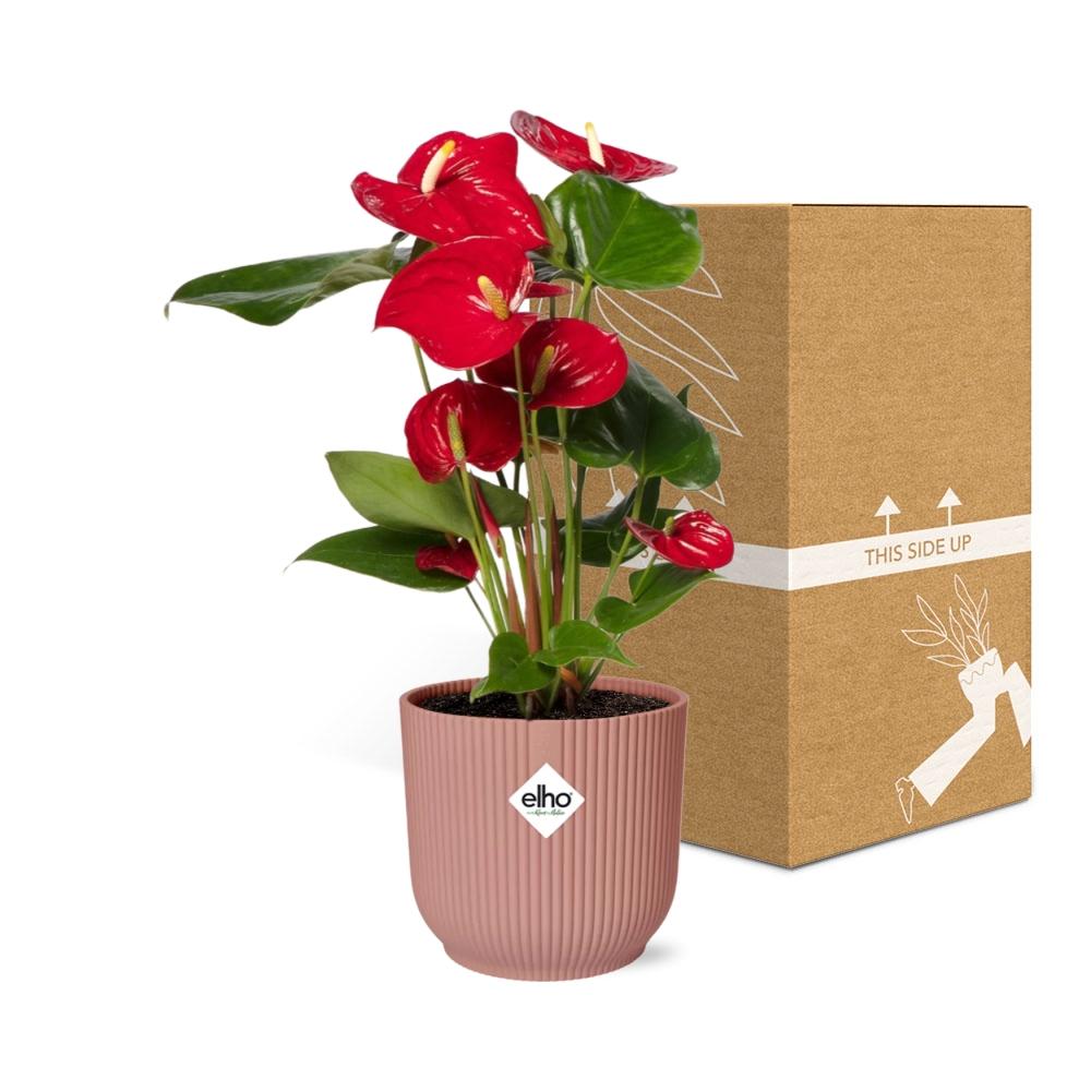 Flamingoplant / Anthurium – ↕30cm – ⌀12cm – in roze pot