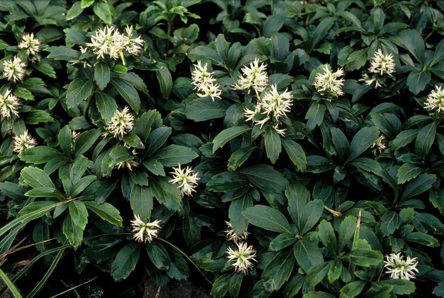 48x Pachysandra Sorte 'Green Sheen' - ↕10-25cm - Ø9cm