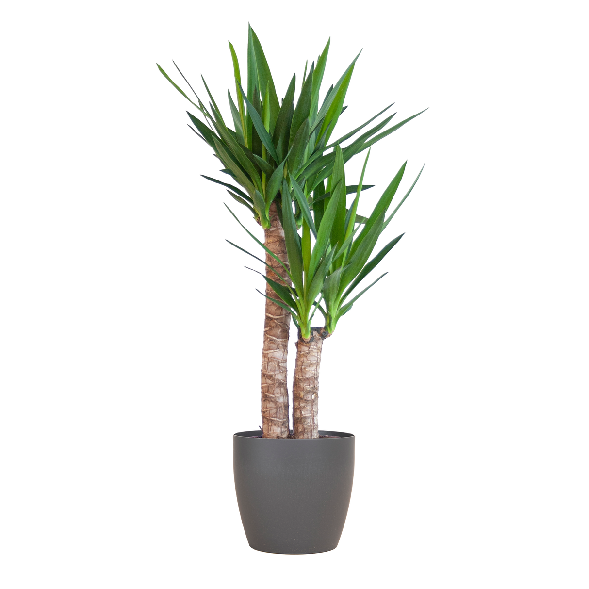 Yucca Elephantipes mit schwarzem Viber - 90cm - Ø21