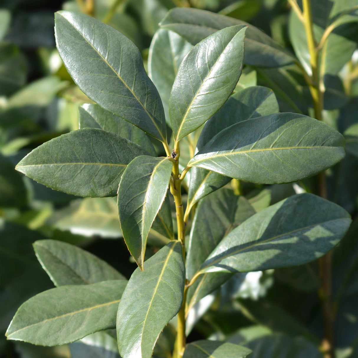 Green boutiQ - Haagplanten - Prunus laurocerasus Caucasica- blad groen - 8 planten - 1 strekkende meter - groenblijvend - pot 9cm hoogte 30-35cm