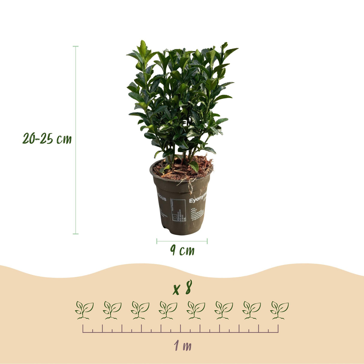 Green boutiQ - Haagplanten - Euonymus japonica Green Spire - blad groen - 8 planten - 1 strekkende meter - groenblijvend - pot 9cm hoogte 20-25cm