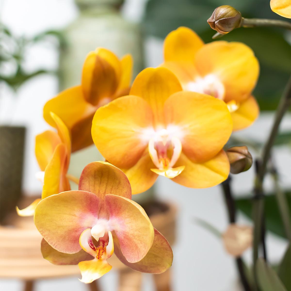 Orchideeën voordeel box - verrassingsbox met 4 verschillende orchideeën - ↕60cm - Ø12cm