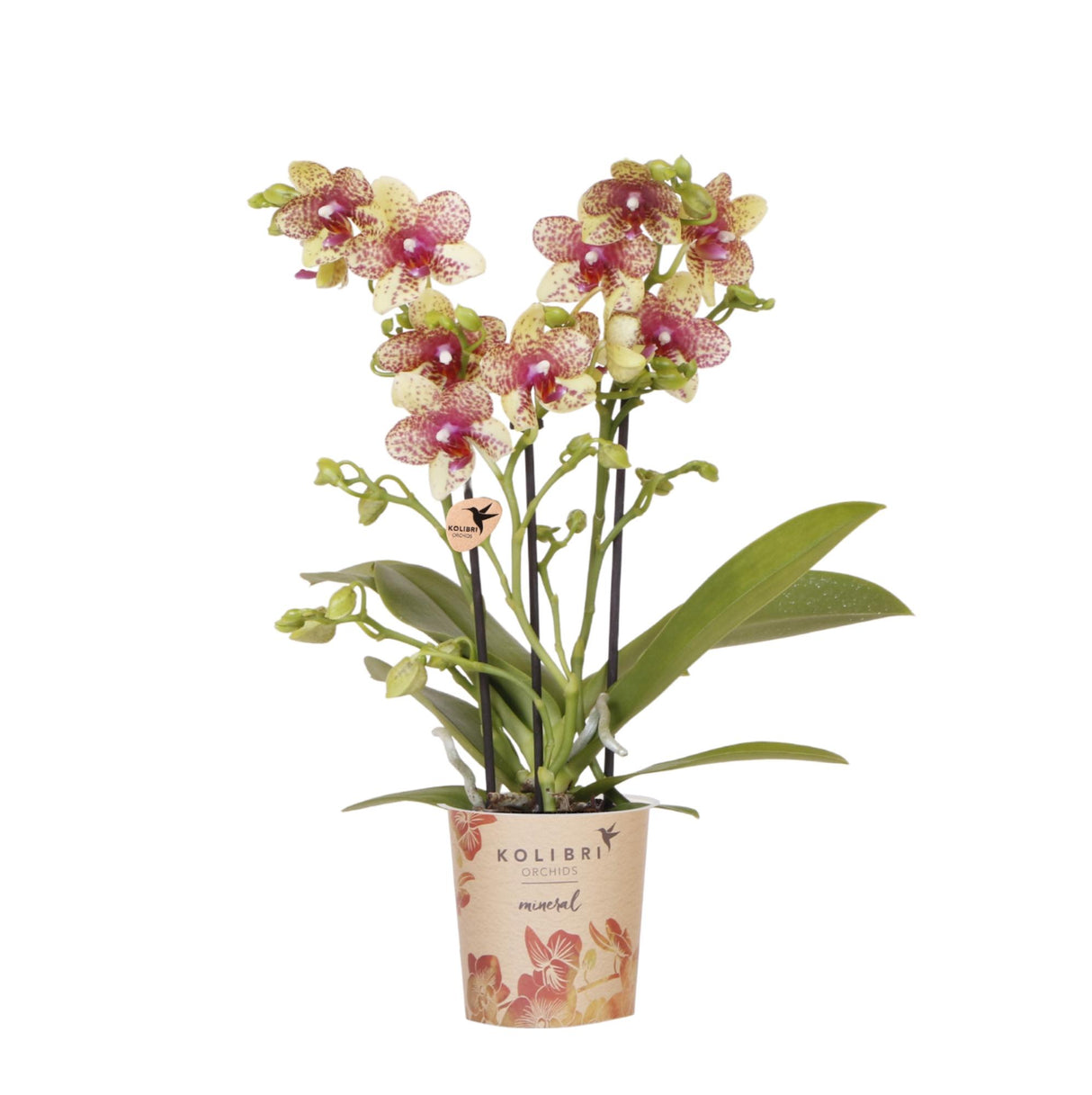 Kolibri Orchids | Oranje gele phalaenopsis orchidee potmaat Ø9cm | bloeiende kamerplant - vers van de kweker