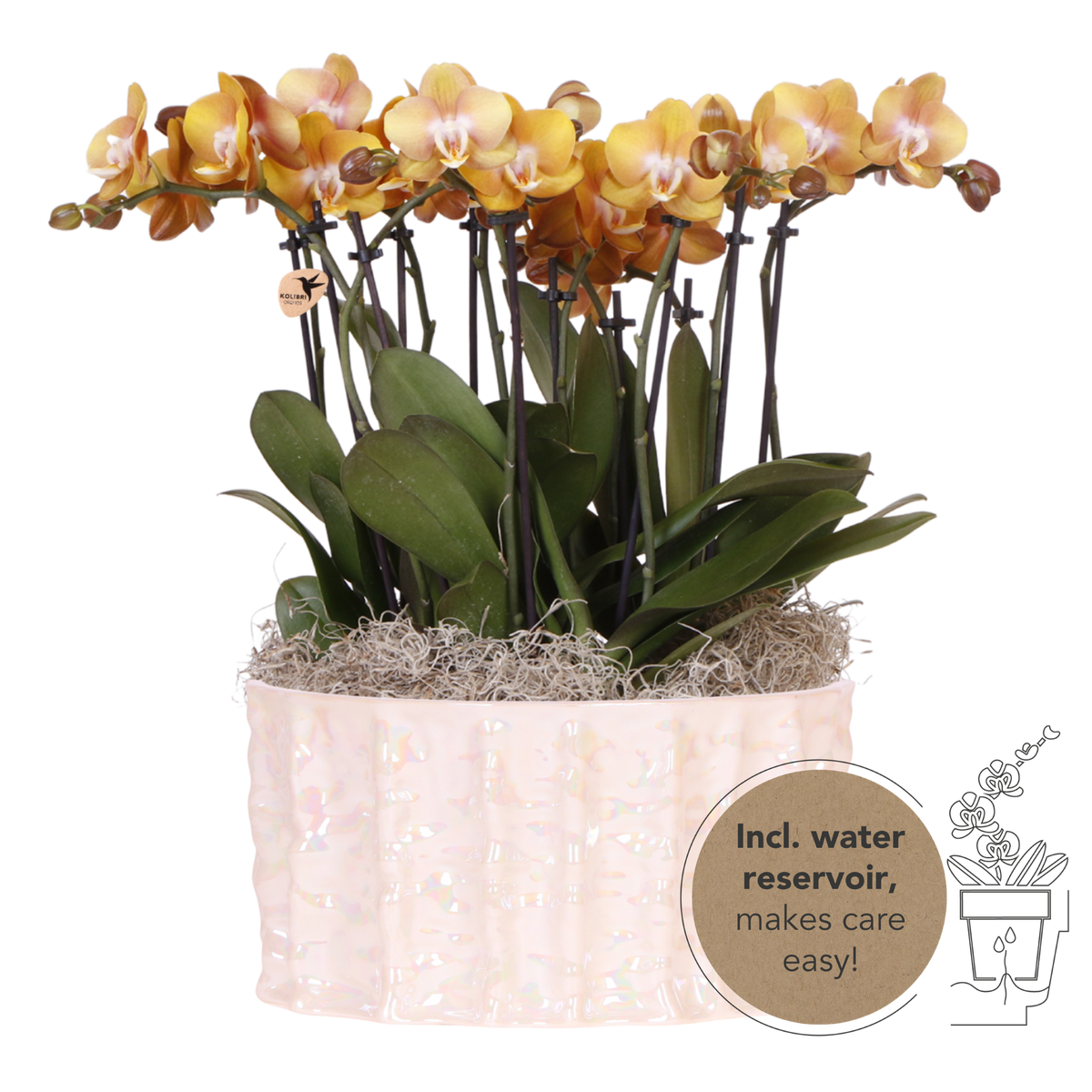 Kolibri Orchids | Oranje Mono Bouquet Jewel Las Vegas in Oyster Dish