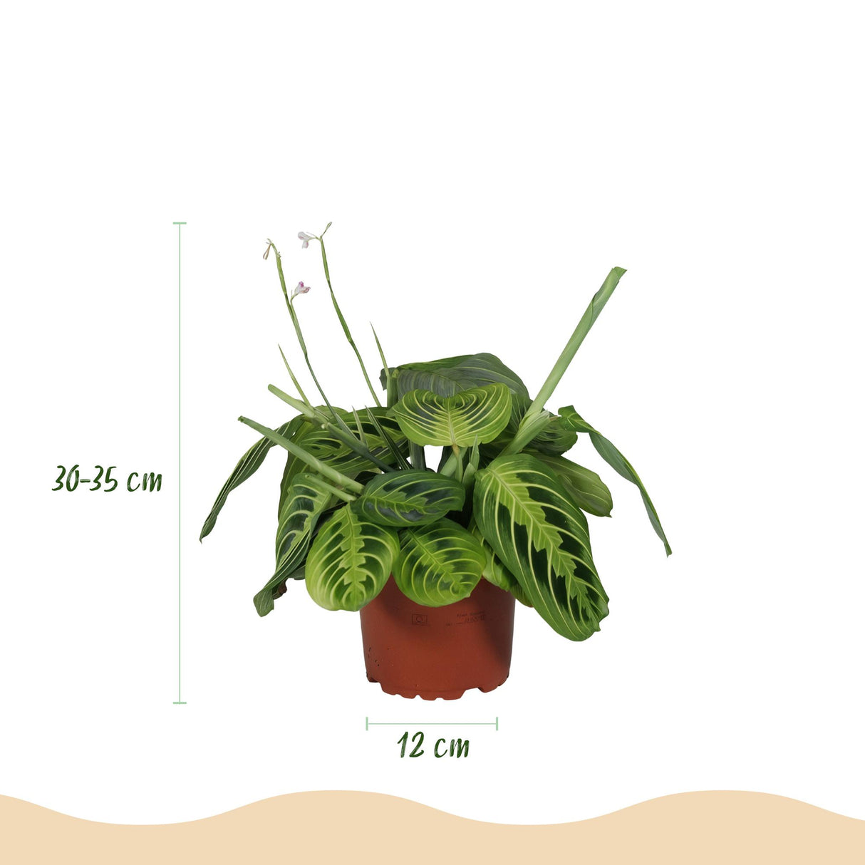 Maranta Fascinator Lemon Lime - Gebedsplant - Huisdiervriendelijke Plant - Groen - 4 Planten - met Potter Wit - Pot 12cm - Hoogte 25cm