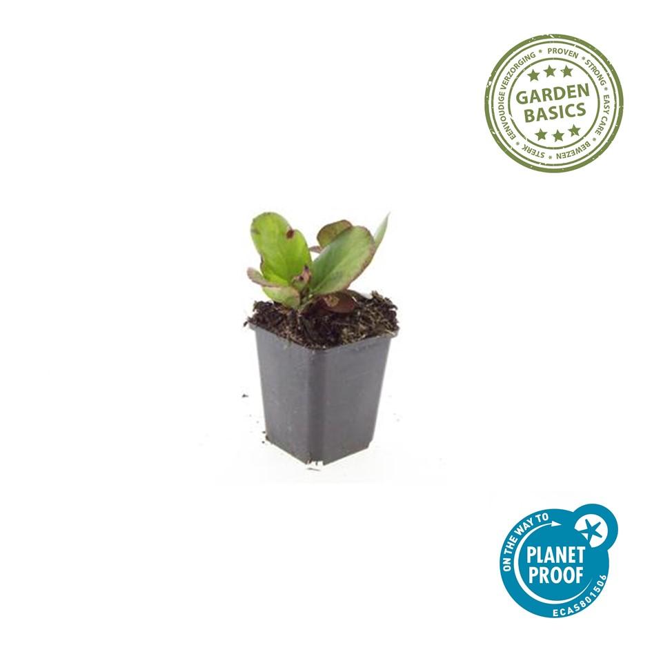 12x Bergenia cordifolia 'Herbstblüte' - ↕10-25cm - Ø9cm