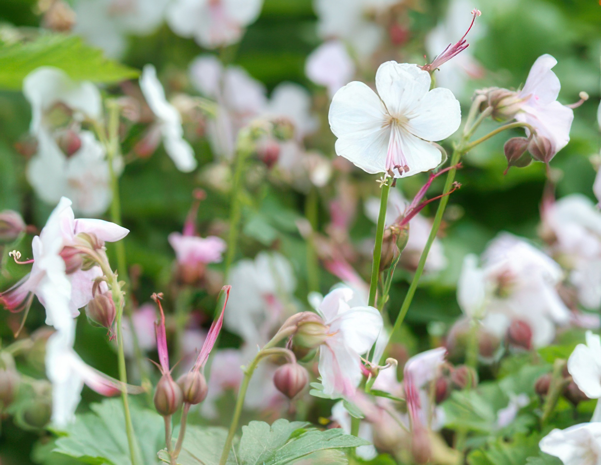 20x Geranium cant. 'Biokovo' - ↕10-25cm - Ø9cm