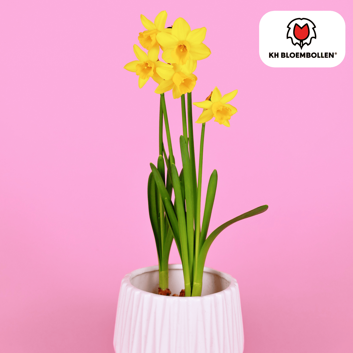 Narcis Tête à Tête 25 stuks