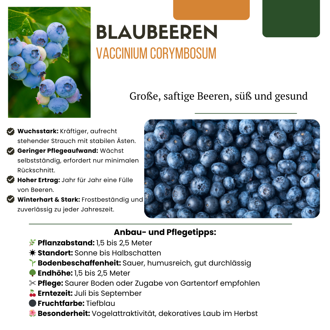 3 x Bosbessenplanten BIO - ↕20 cm - Ø 13 cm