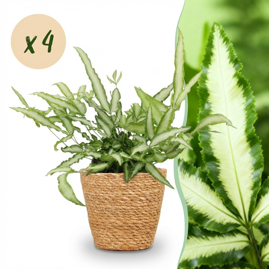 Pteris cretica Albolineata - Lintvaren - Huisdiervriendelijke Plant - Groen - 4 Planten - met Mand - Pot 12cm - Hoogte 20cm