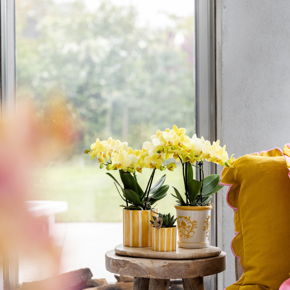 Kolibri Orchids | Set van gele orchidee Albenga en succulent in Painted Stripe sierpot - potmaat Ø9cm & Ø6cm | bloeiende kamerplant - vers van de kweker