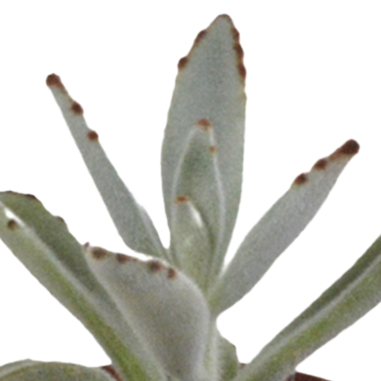Vetplanten mix 5.5 cm - 10x - zonder pot