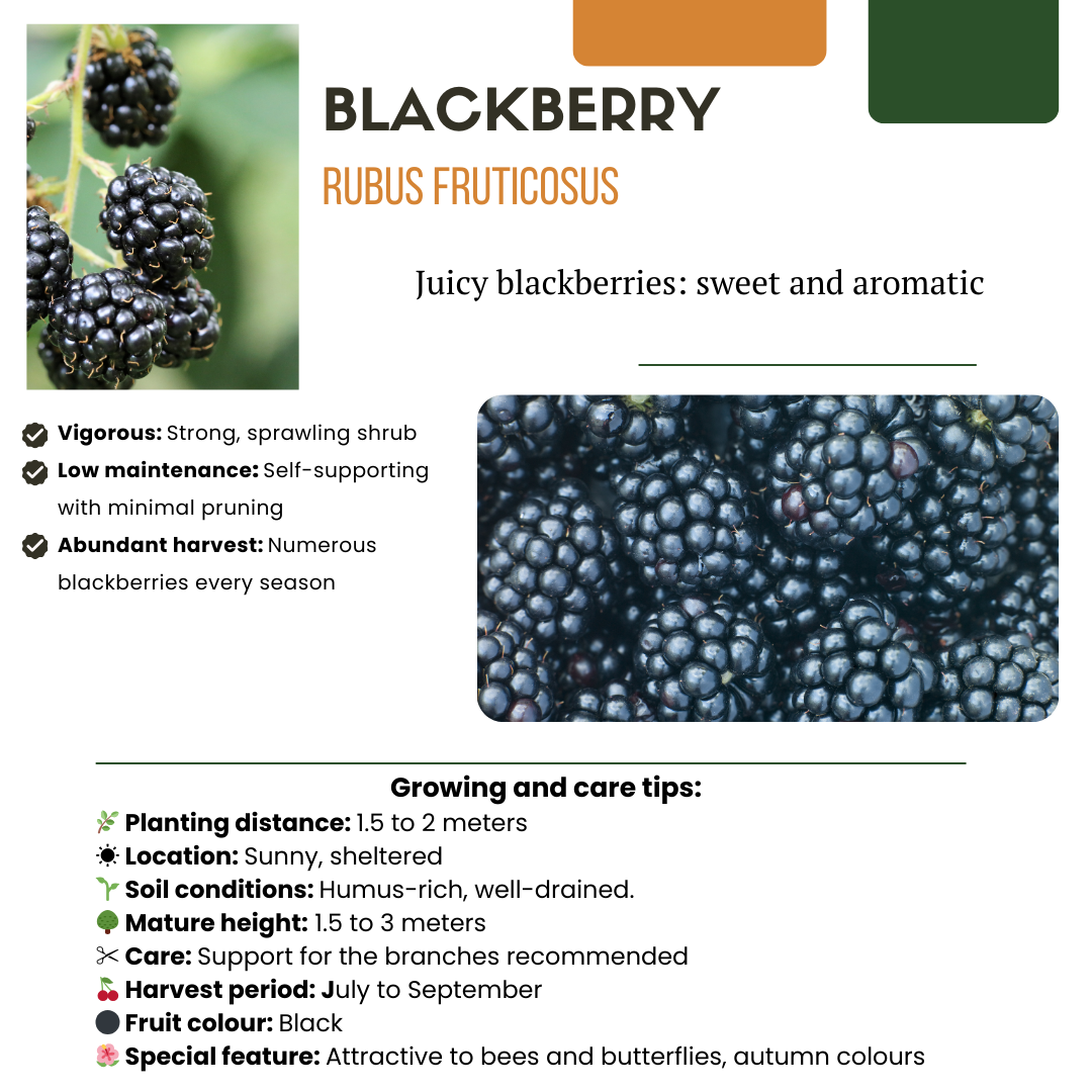 "Zoete oogst trio" BIO Fruitplanten mix set van 3 verschillende soorten