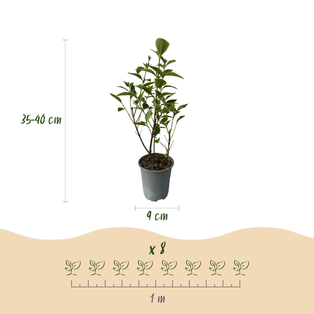 Green boutiQ - Haagplanten - Ligustrum ovalifolium Aureum - blad geel groen - 8 planten - 1 strekkende meter - groenblijvend - pot 9cm hoogte 35-40cm