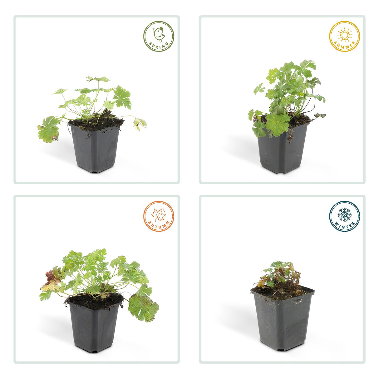 6x Geranium cant. 'Biokovo' - ↕10-25cm - Ø9cm