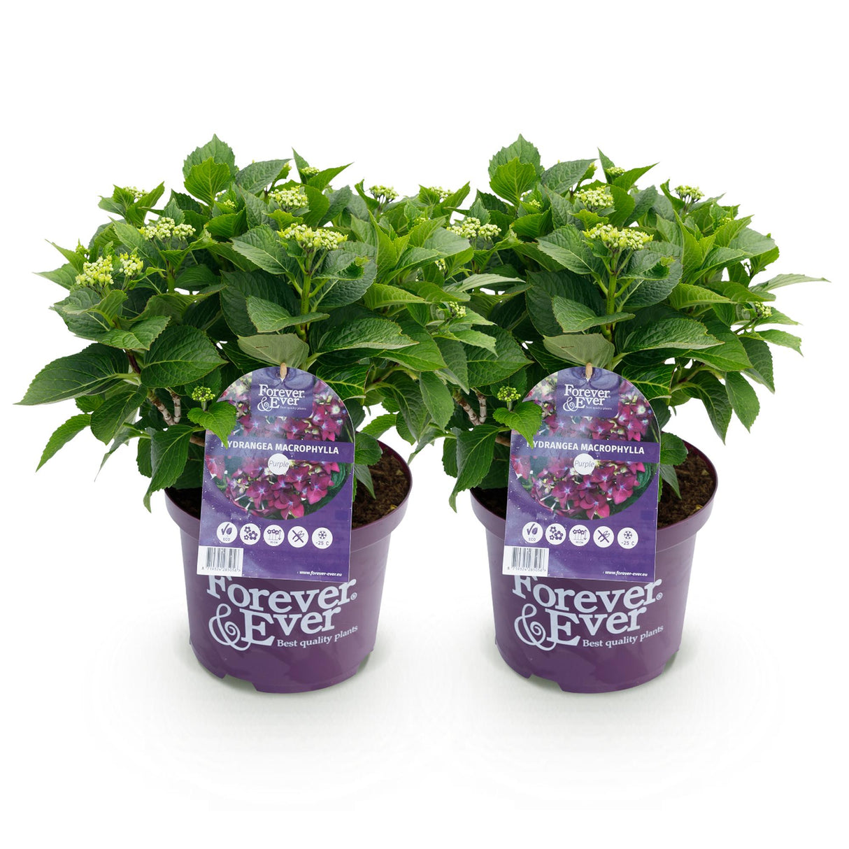 Hortensia - Hydrangea Forever & Ever - Paars - 7-12 Bloemen - 2 Planten - Pot 23cm Hoogte 55cm