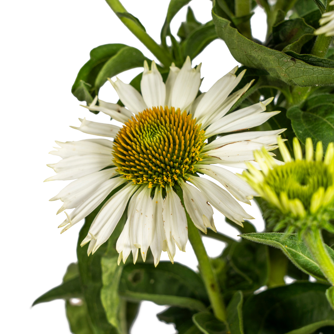 Echinacea Purpurea Blanche Ø19cm - ↕60cm - Ø70cm