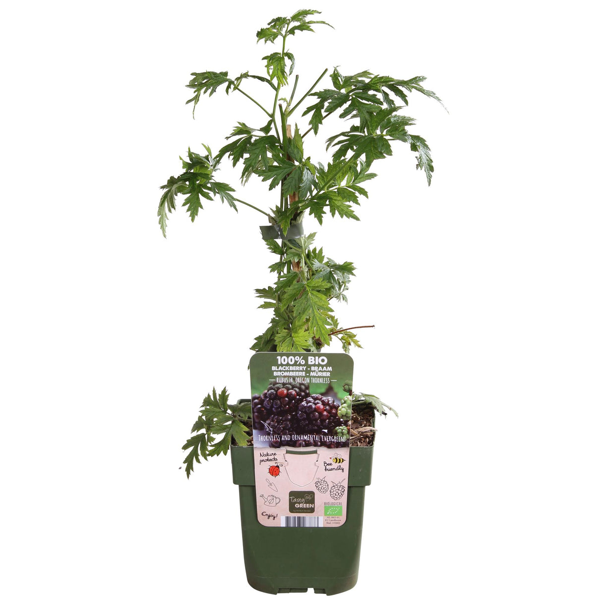 Rubus fruticosus 'Thornless Evergreen' - Doornloze Braam - ↕45cm - Ø13cm