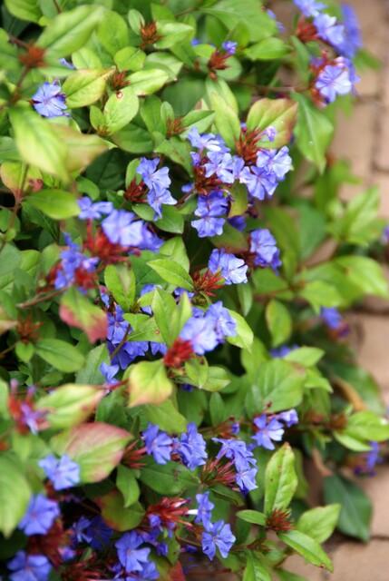 24x Ceratostigma plumbaginoides - ↕10-25cm - Ø9cm