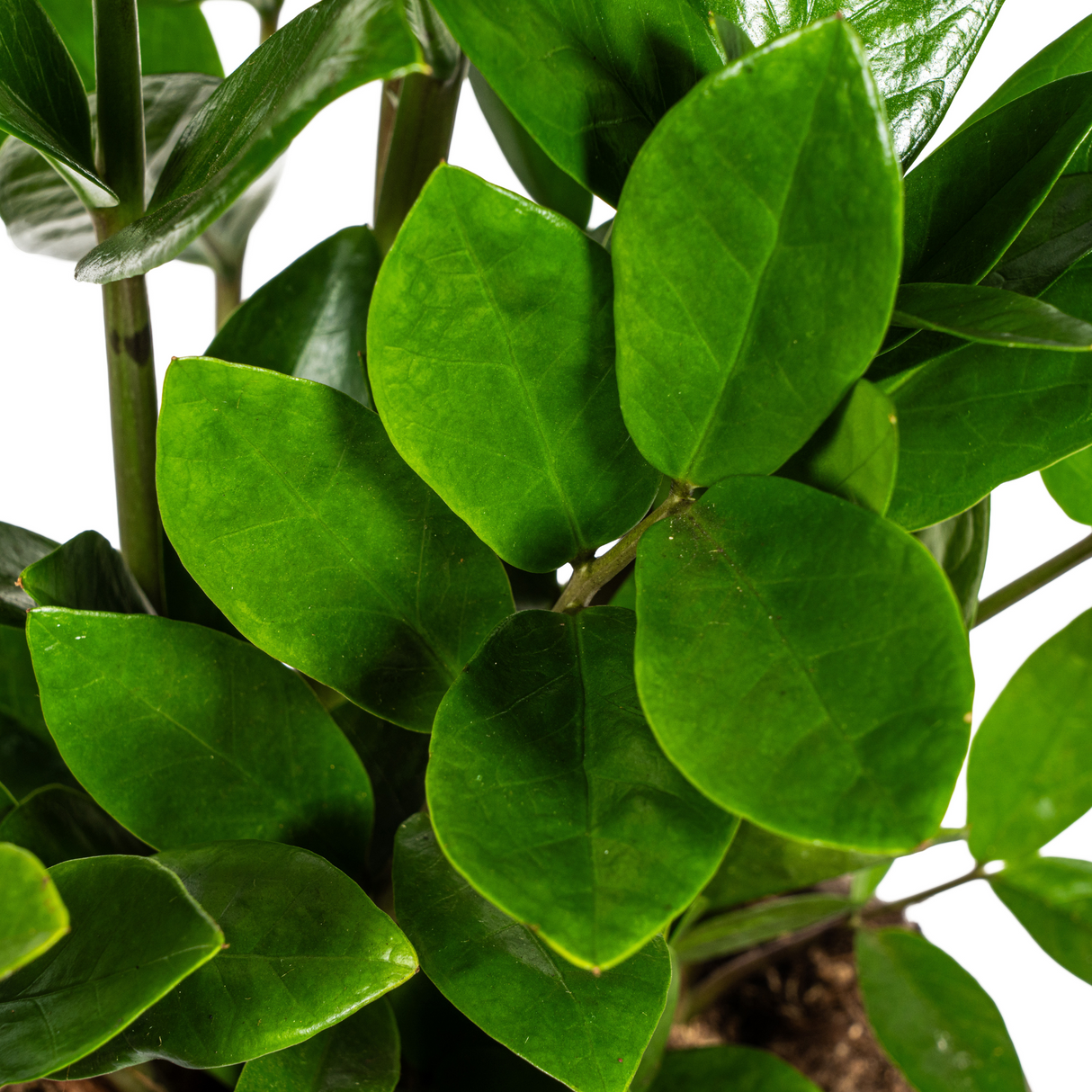 Zz-plant / Zamioculcas Zamiifolia - ↕45cm - Ø17cm