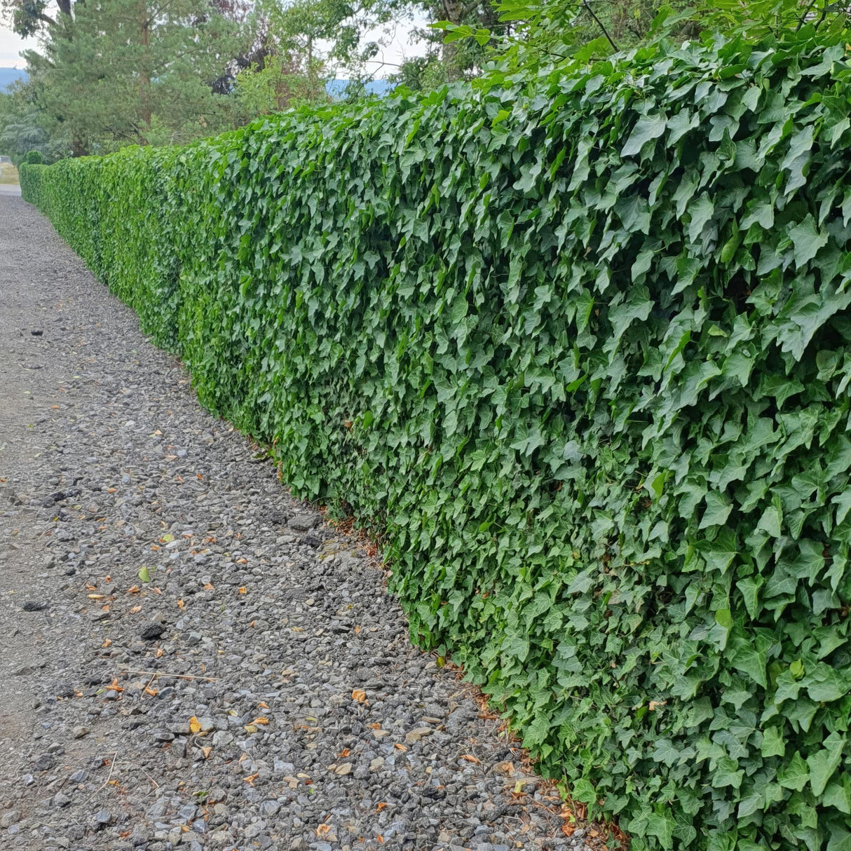 48x Hedera Hibernica - ↕10-25cm - Ø9cm