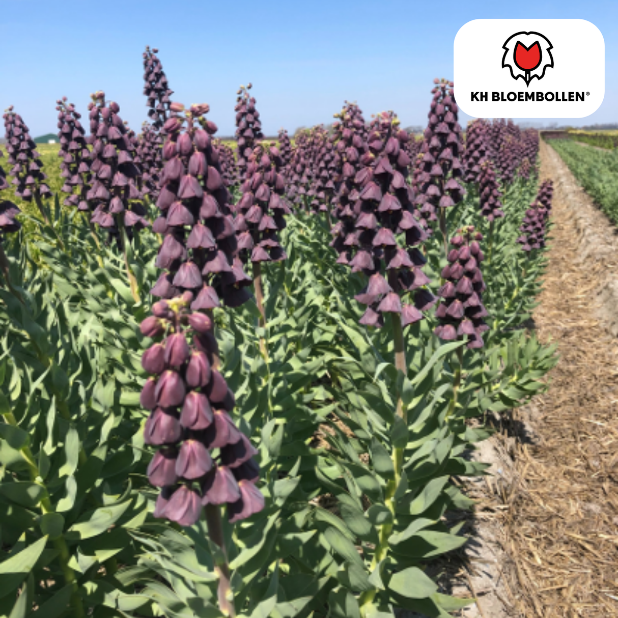 Fritillaria / Couronne impériale Purple Favorite 5 pièces