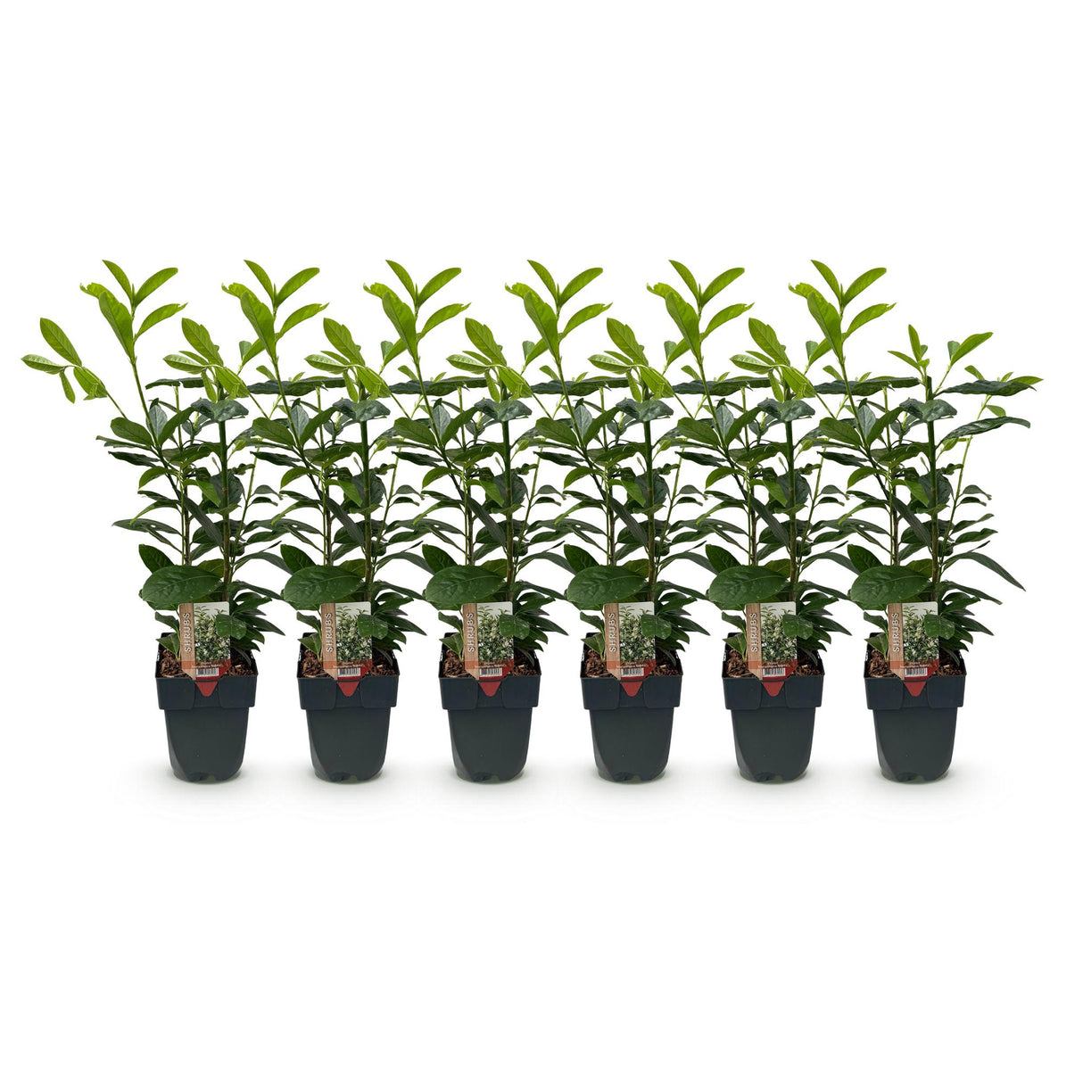 Haagplanten - Prunus laurocerasus Novita - blad groen - 6 planten - 1 strekkende meter - groenblijvend - pot 17cm hoogte 50cm