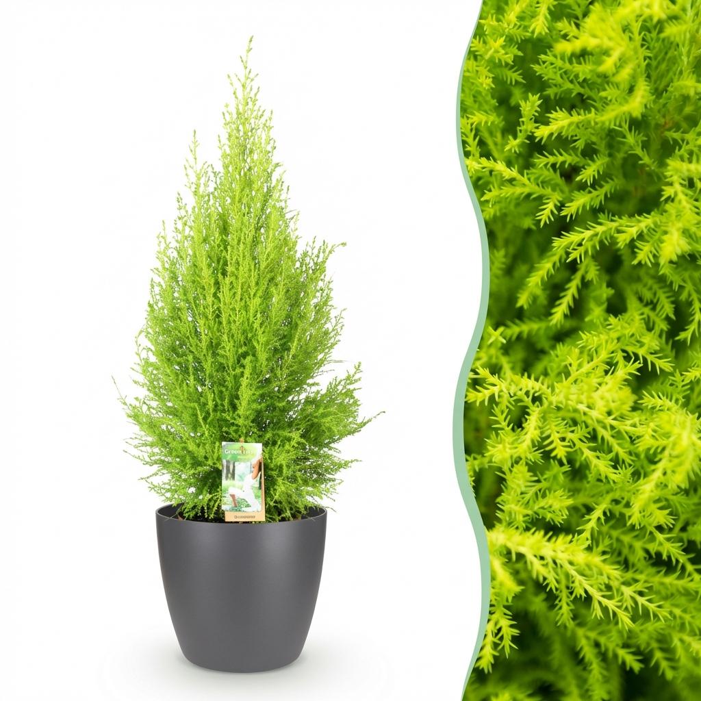 Cupressus Gold Crest Wilma - Kamer conifeer - Weinig onderhoud - Groen - met Potter Grijs - Pot 21cm - Hoogte 85-95cm