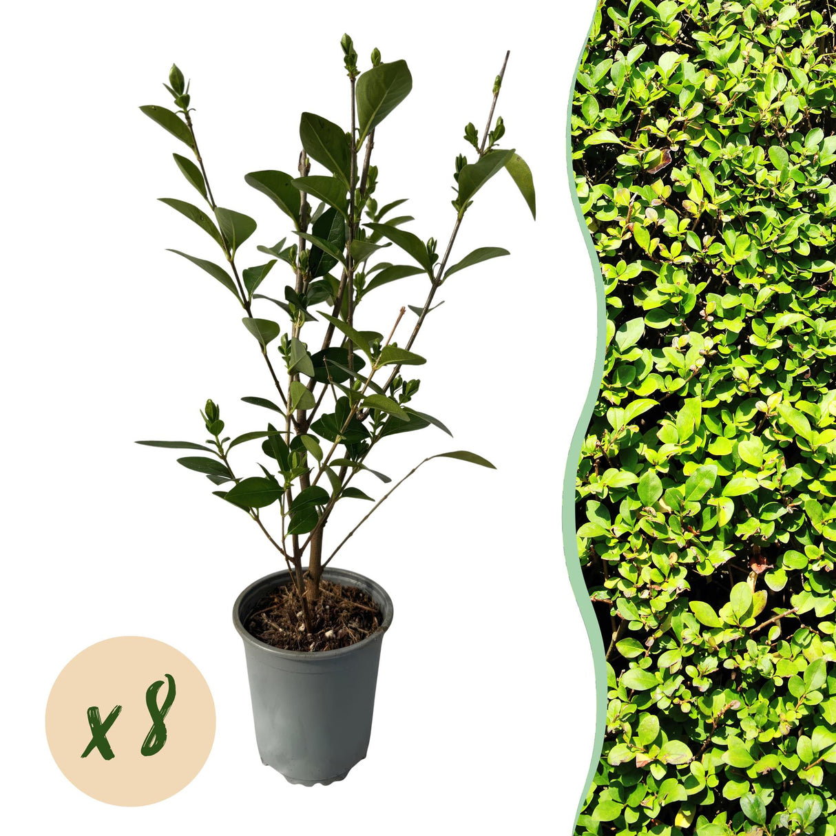 Green boutiQ - Haagplanten - Ligustrum ovalifolium - blad groen - 8 planten - 1 strekkende meter - groenblijvend - pot 9cm hoogte 35-40cm