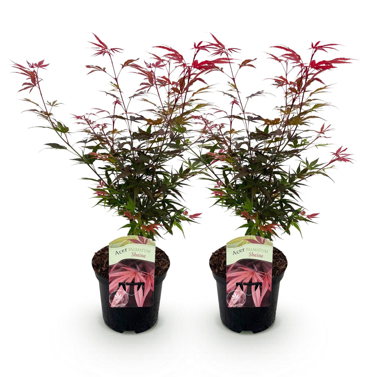 Green boutiQ - Terrasplant - Japanse Esdoorn - Acer palmatum Shaina - Rood - 2 Planten - Bladverliezend - Pot 19cm Hoogte 70cm