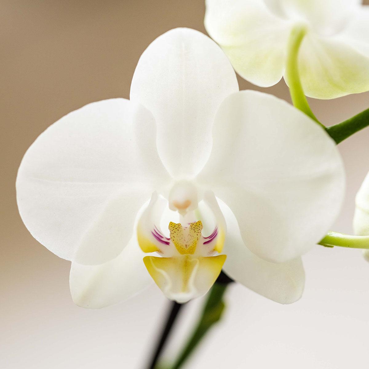 Kolibri Company | Plantenset Witte Phalaenopsis Orchidee Amabilis en Succulenten incl. keramieken Malaga sierpotten