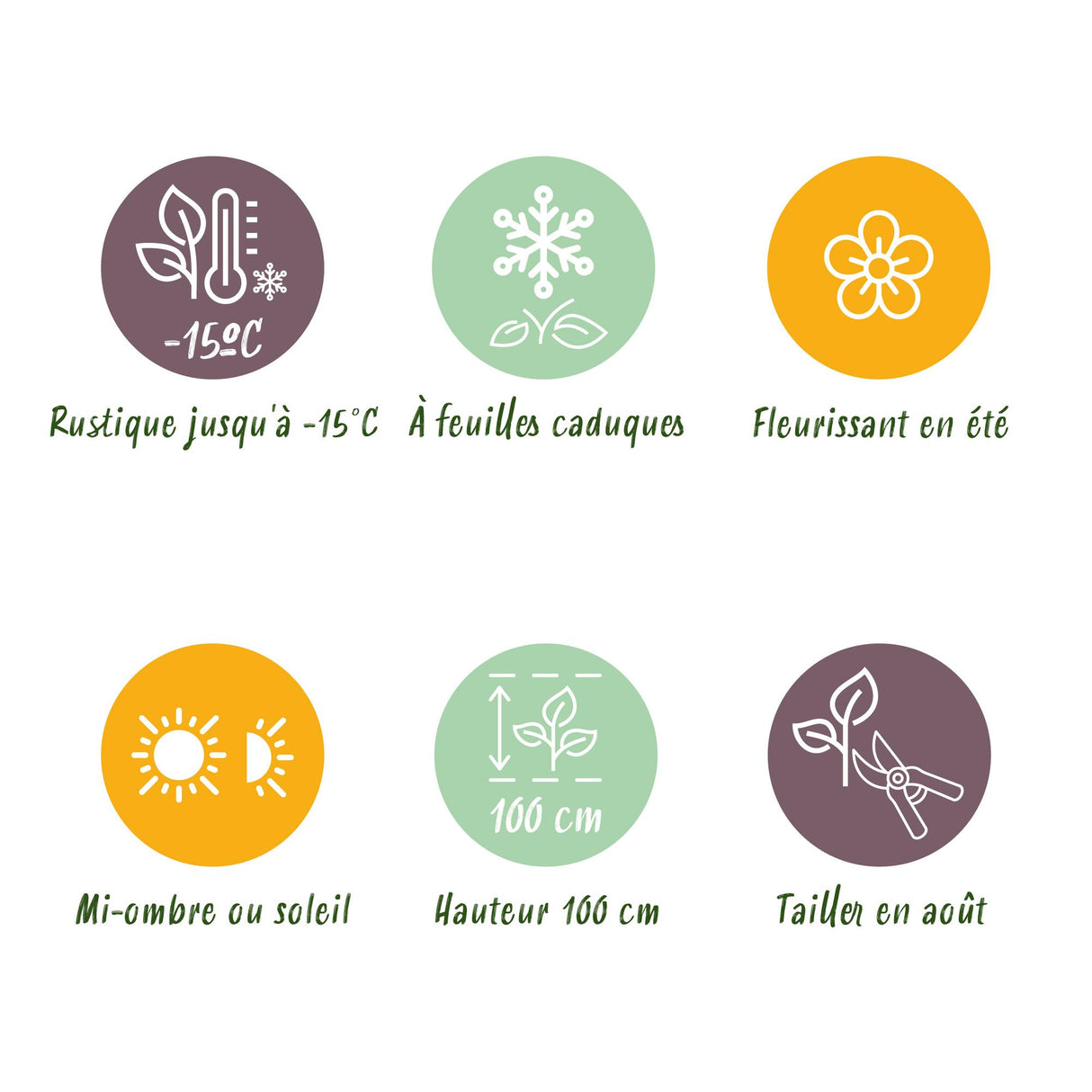 Hortensia - Hydrangea Magical Jewel Blue - Blauw - 6-10 Bloemen - Pot 23cm Hoogte 55cm