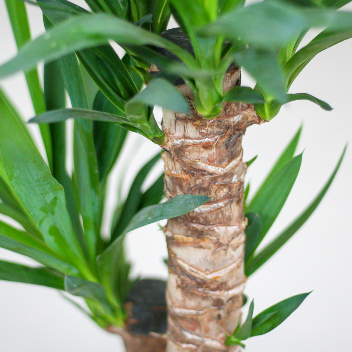 Yucca Elephantipes mit schwarzem Viber - 90cm - Ø21