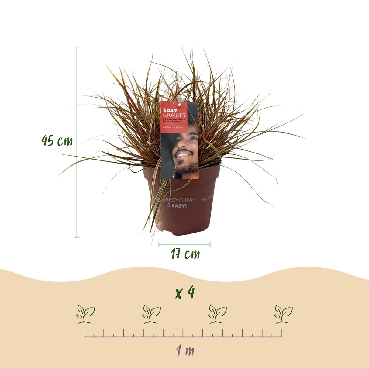 Siergrassen - Uncinia rubra Everflame - Rood - 4 Planten - Bladhoudend - Weinig Onderhoud - Pot 17cm Hoogte 50cm