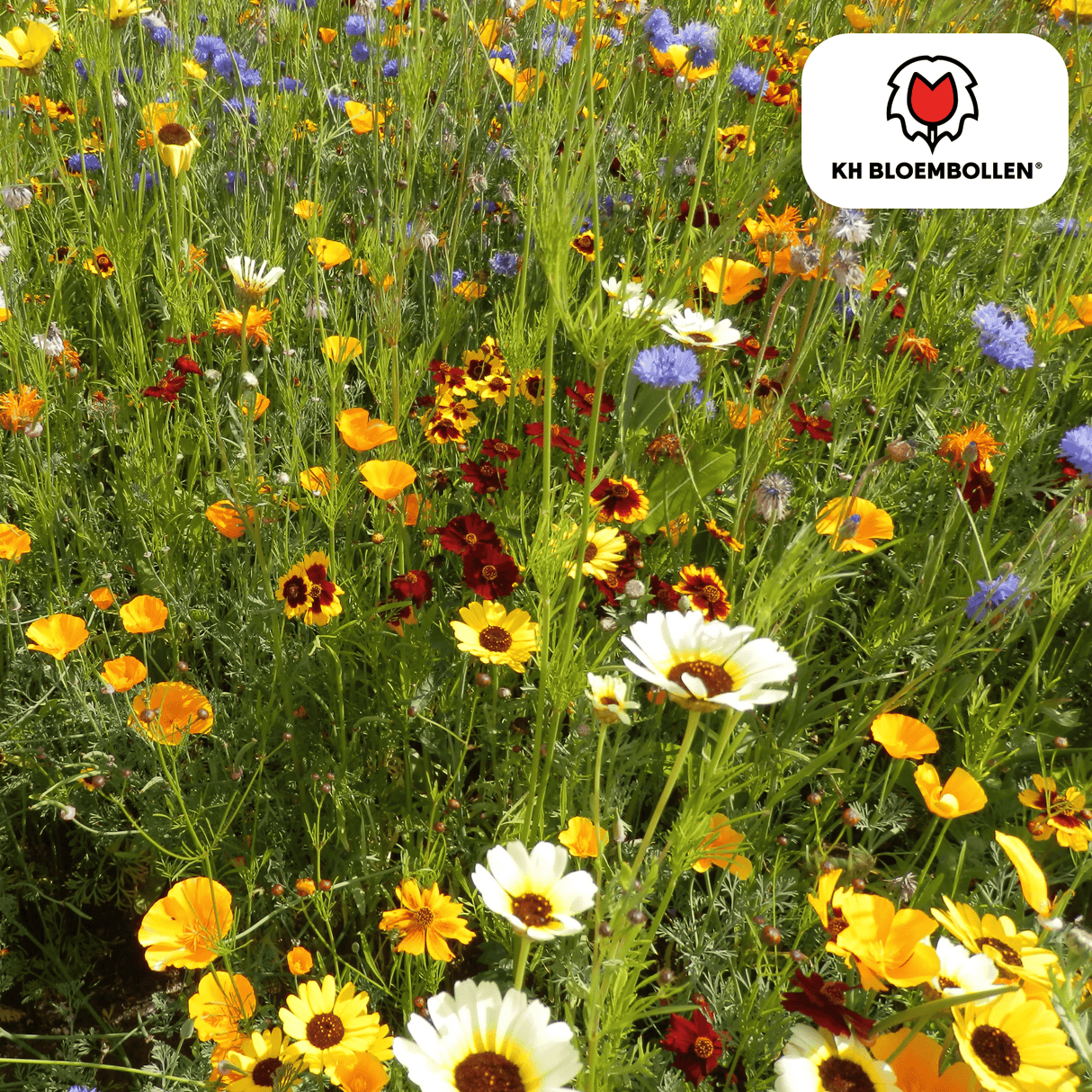 Wildblumensamen-Mischung – 100 Gramm | Gut für Bienen, Schmetterlinge & Biodiversität | ± 30–50 m²