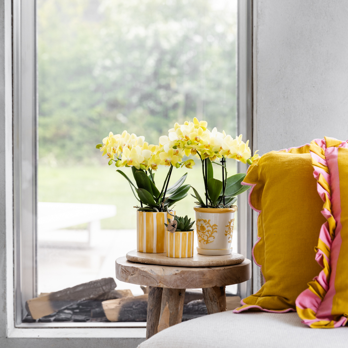 Kolibri Orchids | gele Phalaenopsis orchidee - Albenga - potmaat Ø9cm | bloeiende kamerplant - vers van de kweker