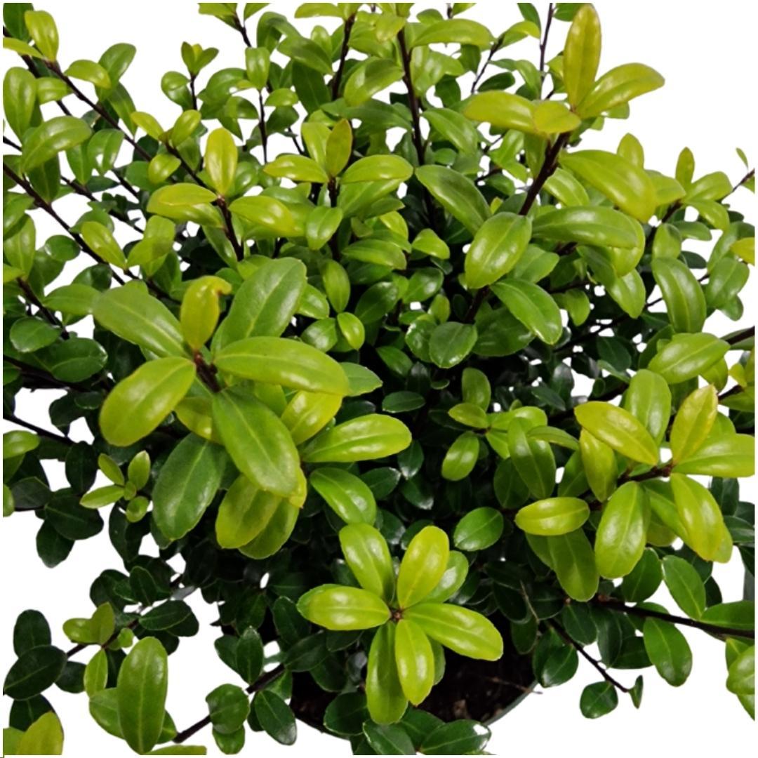 Plants by Frank - 1 meter Hulst haag - Ilex crenata 'Jenny'® - Set van 6 winterharde haagplanten - Groenblijvende haag - Vers van de kwekerij geleverd