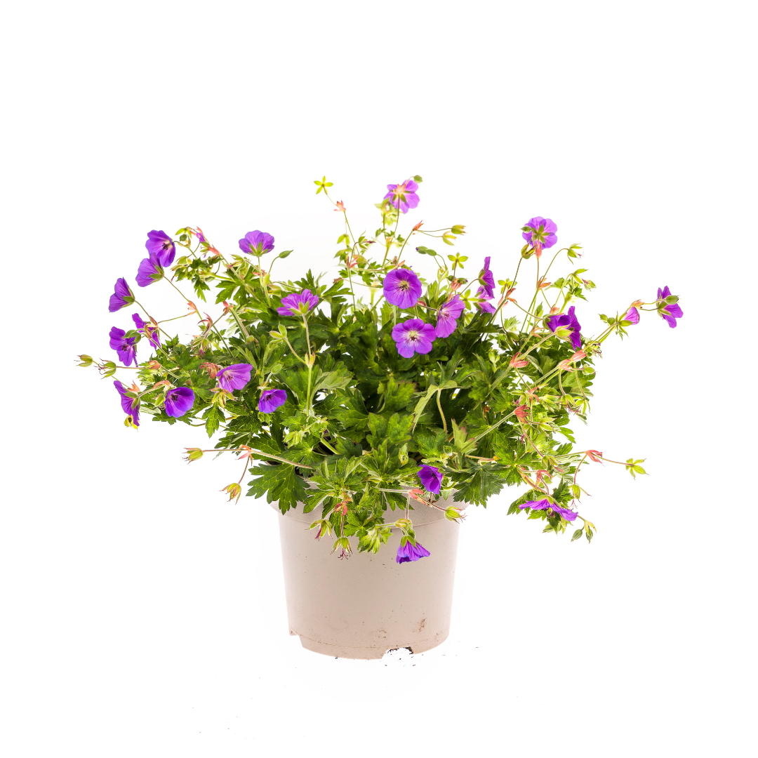 Géranium Rozanne Violet Ø19cm - ↕20cm - Ø30cm