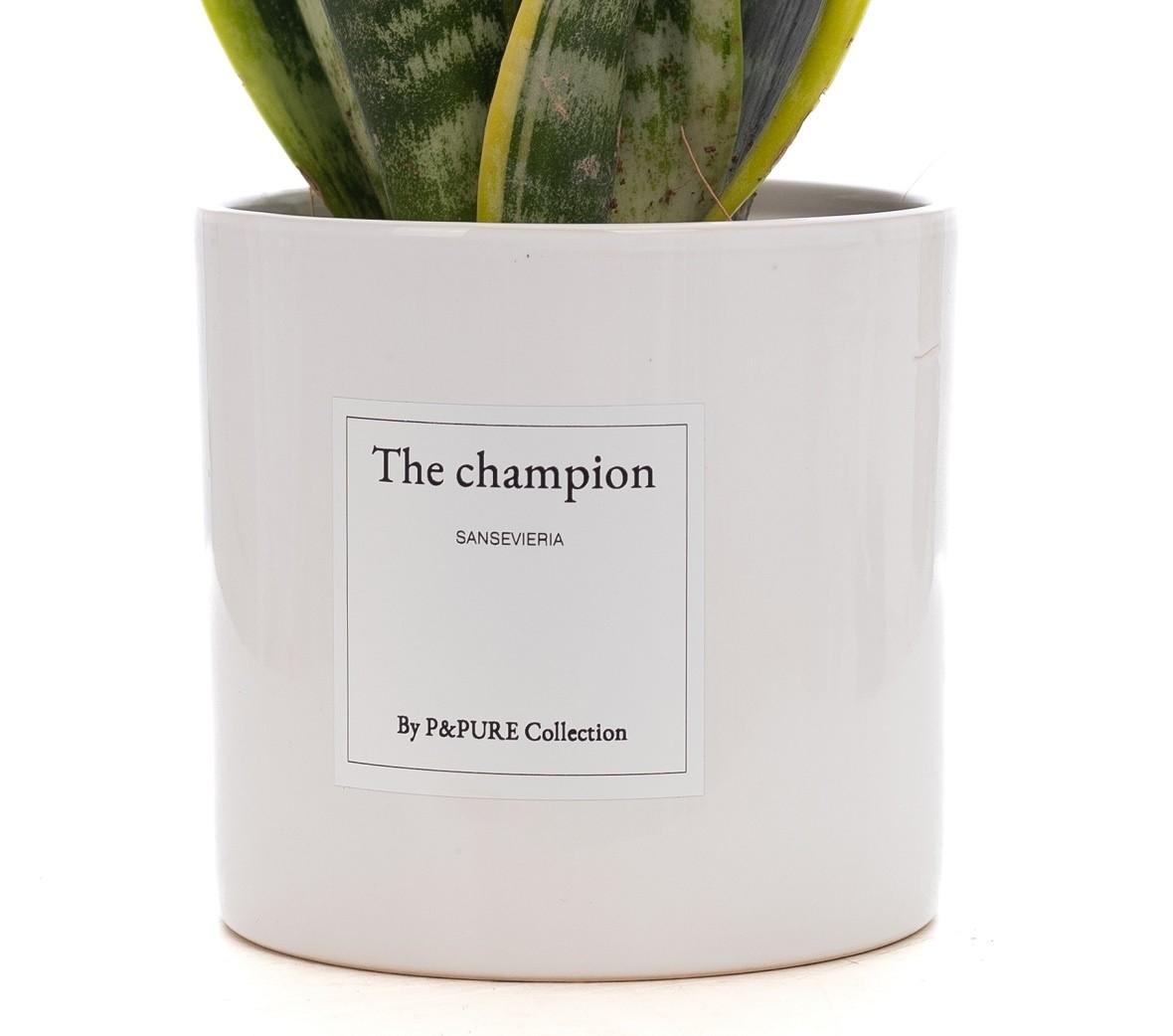 Sansevieria Gift "The Champion" WITH GREETING CARD! - Ø12cm - ↕30cm